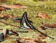 Graphium evemon eventus