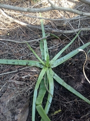 Bulbine latifolia latifolia