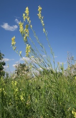 Linaria angustissima