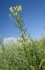 Linaria angustissima