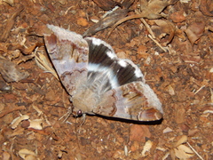 Achaea catella