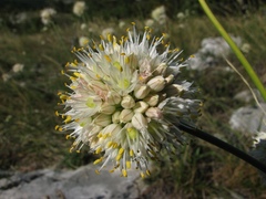 Allium horvatii
