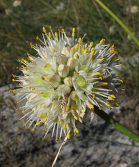 Allium horvatii