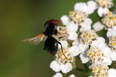 Elomya lateralis