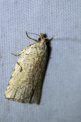 Meritastis