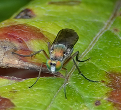 Poecilobothrus nobilitatus