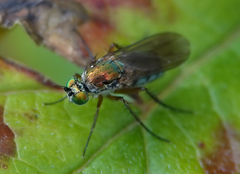 Poecilobothrus nobilitatus