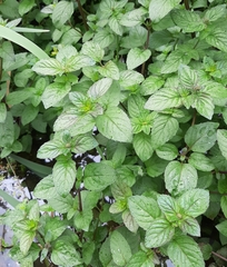 Mentha aquatica