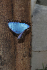 Morpho helenor montezuma