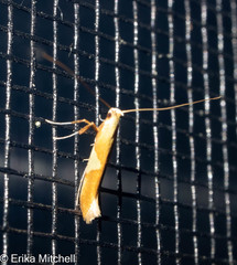 Caloptilia packardella