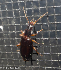 Dromius