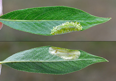 Phyllonorycter pastorella