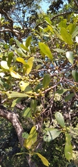 Ficus natalensis natalensis