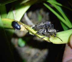 Hadramphus spinipennis