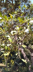 Ficus natalensis natalensis