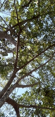 Ficus natalensis natalensis