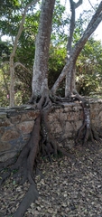Ficus natalensis natalensis