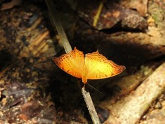 Vindula dejone erotella