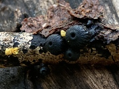 Plectania platensis