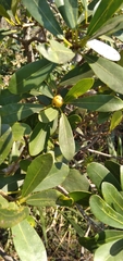 Ficus natalensis natalensis