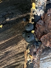 Plectania platensis