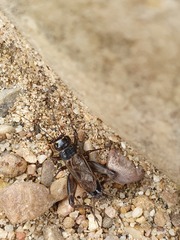 Eumodicogryllus