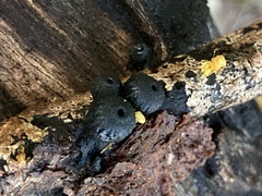 Plectania platensis