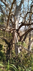 Ficus natalensis natalensis