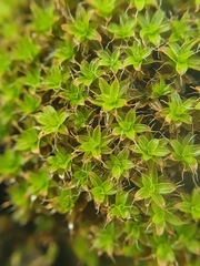 Syntrichia ruralis