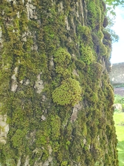 Syntrichia ruralis