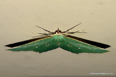 Cyclothea disjuncta