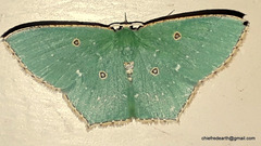 Cyclothea disjuncta