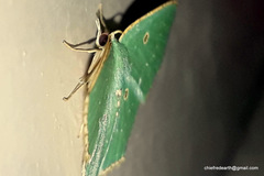 Cyclothea disjuncta