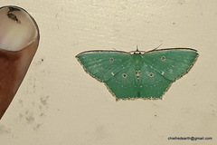 Cyclothea disjuncta
