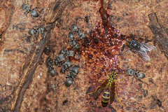 Cephalotes multispinosus