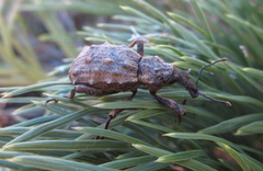 Hadramphus spinipennis