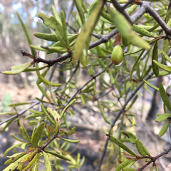 Muellerina bidwillii