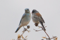 Junco hyemalis caniceps