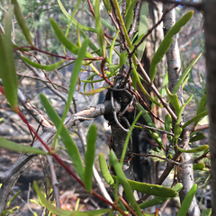 Muellerina bidwillii