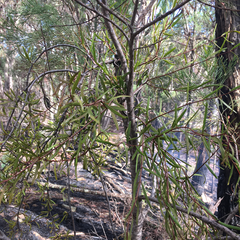 Muellerina bidwillii