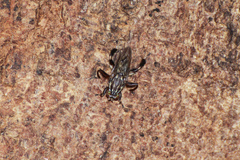 Ropalomeridae