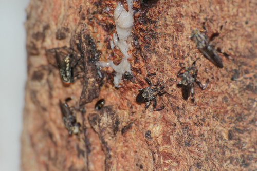 Ropalomeridae