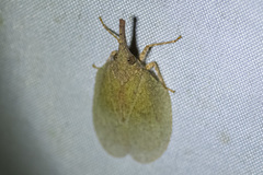 Rentinus dilatatus