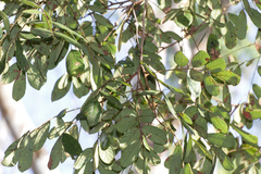 Lonchocarpus rugosus