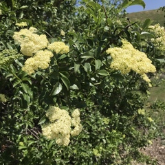 Sambucus cerulea