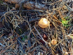Pholiota highlandensis