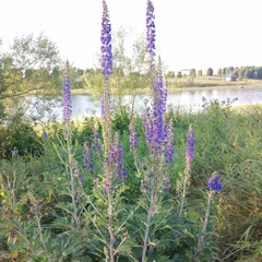 Delphinium retropilosum