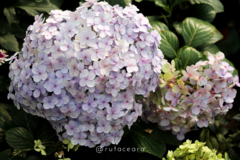 Hydrangea