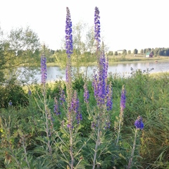 Delphinium retropilosum