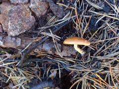 Pholiota highlandensis